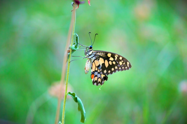 Cute butterfly on the flower plant in natures background