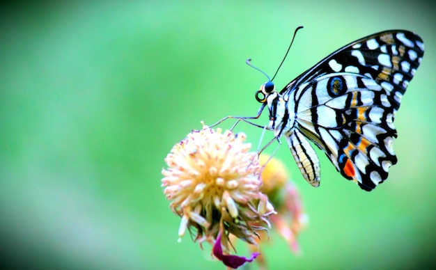 Cute butterfly on the flower plant in natures background