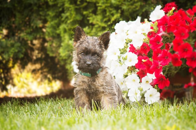 Cute cairn terrier dog on green grass in the park on a sunny day. Terrier dog breed