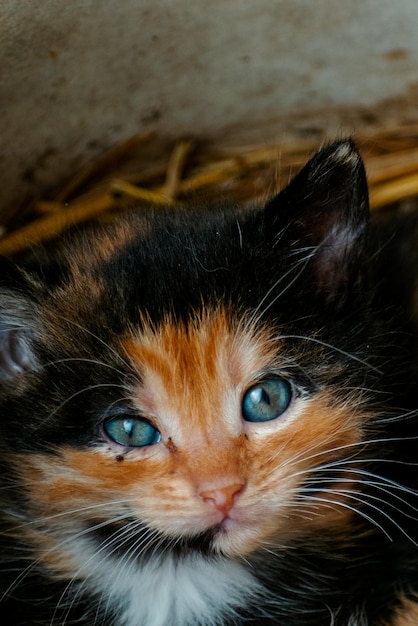 Cute calico kitten with blue eyes looking at the camera litter of three kittens in the straw on a farm