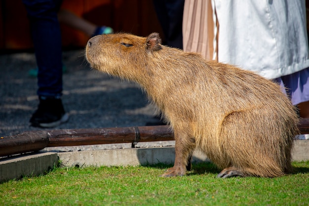 The cute capybara in the farm is eating