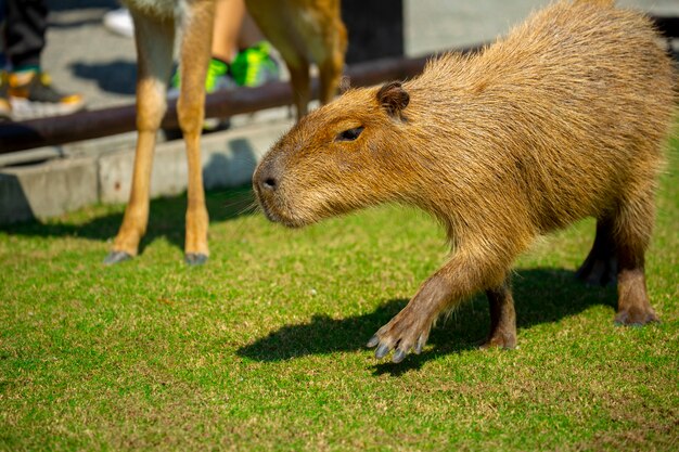 The cute capybara in the farm is eating