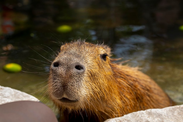 The cute capybara in the farm is taking a bath