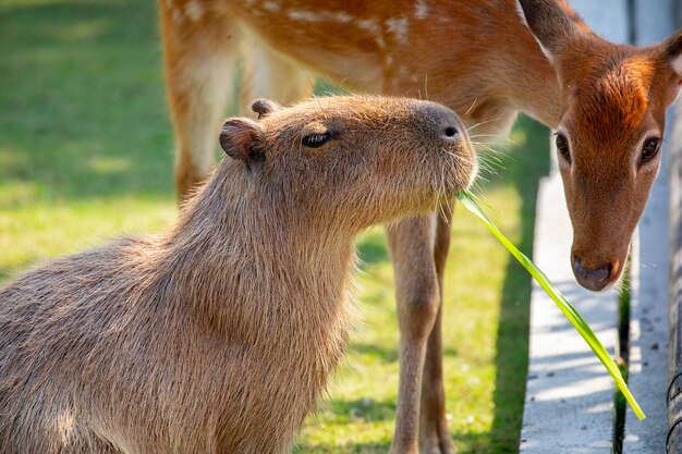 The cute capybara and sika deer in the farm are eating grass