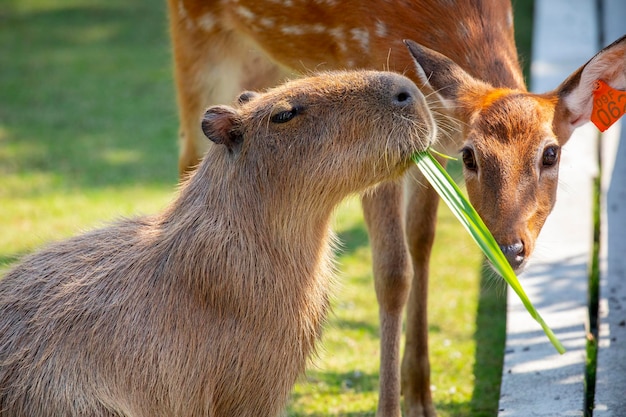 The cute capybara and sika deer in the farm are eating grass