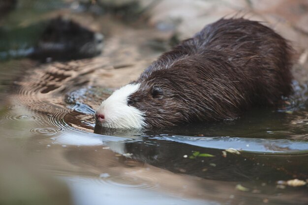 Cute Caribara is resting on the bank of the pond on a bright sunny day wild life