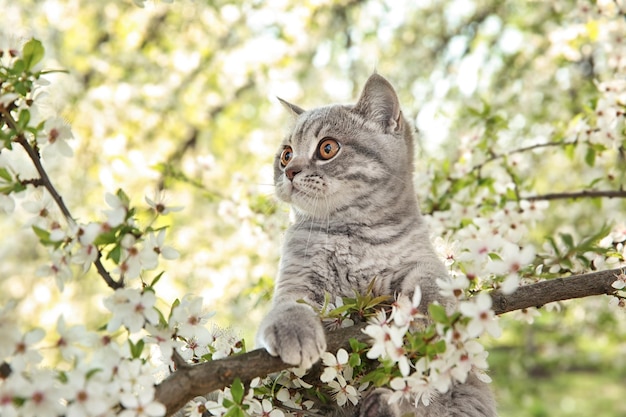 Cute cat on blossoming tree outdoors