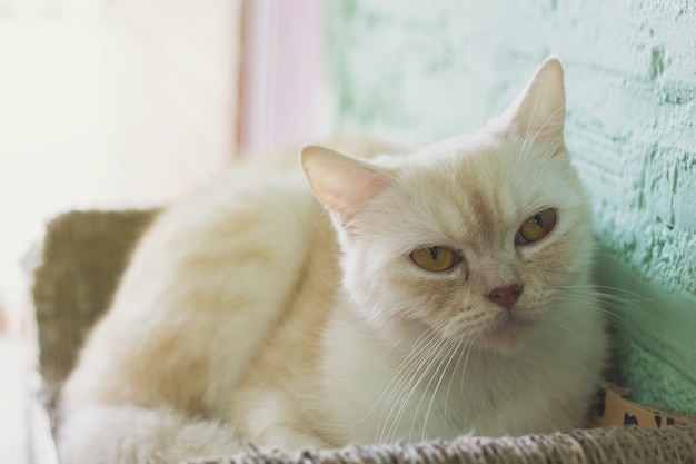 Cute cat, cat lying on the wooden floor in the background