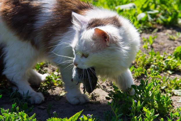 Cute cat caught a mouse and holds in teeth outdoor