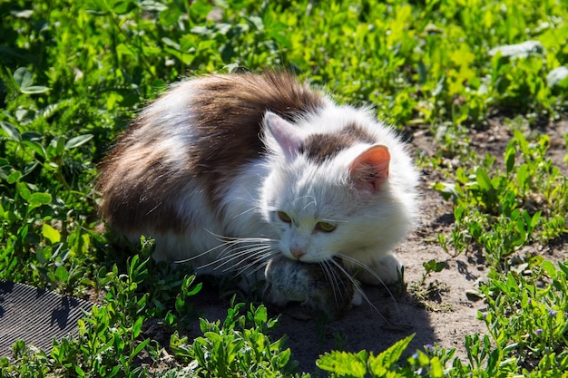 Cute cat caught a mouse and holds in teeth outdoor