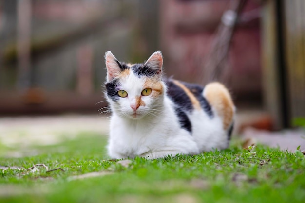 A cute cat is lying on green grass and looking at camera A cat outdoors