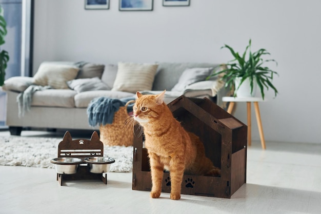 Cute cat is in pet booth that indoors in the modern domestic room