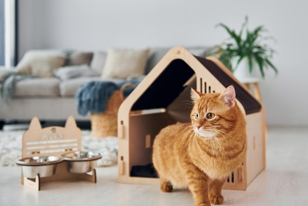 Cute cat is in pet booth that indoors in the modern domestic room