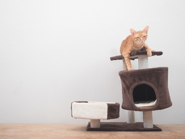 Cute cat lay on cat condo feeling sleepy on white wall background