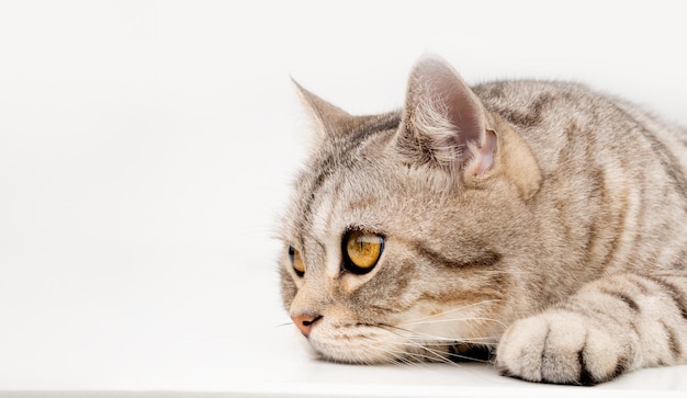 Cute cat lay down on white floor thinking and looking outside with beautiful yellow eyescopy space for text