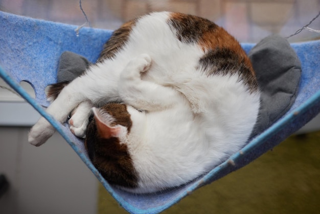 Cute cat laying in wall glass mounted bed