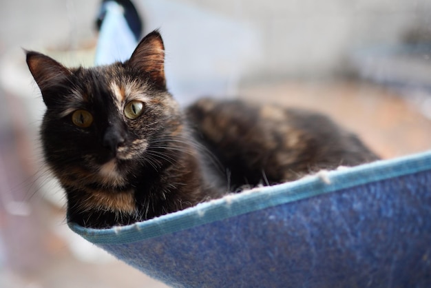 Cute cat laying in wall glass mounted bed