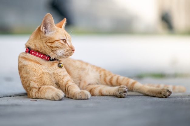 Cute cat lies down on the street