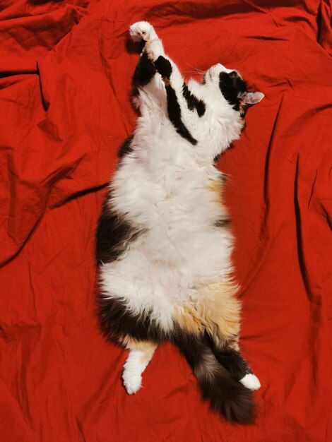 A cute cat lies on its back on a bed with red sheets Cat upside down