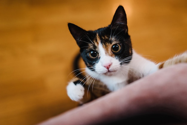 Cute cat looking at the camera Relaxed domestic cat at home indoors Close up Tabby cat with brown eyes Top view