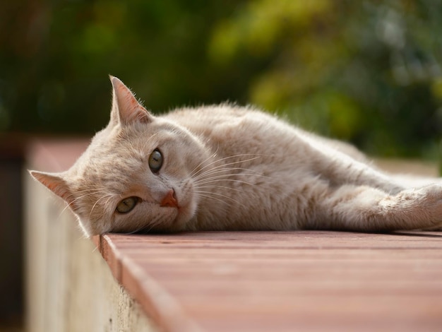 A cute cat lying down