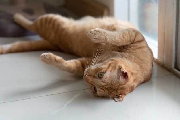 Cute cat orange sleeps on floor