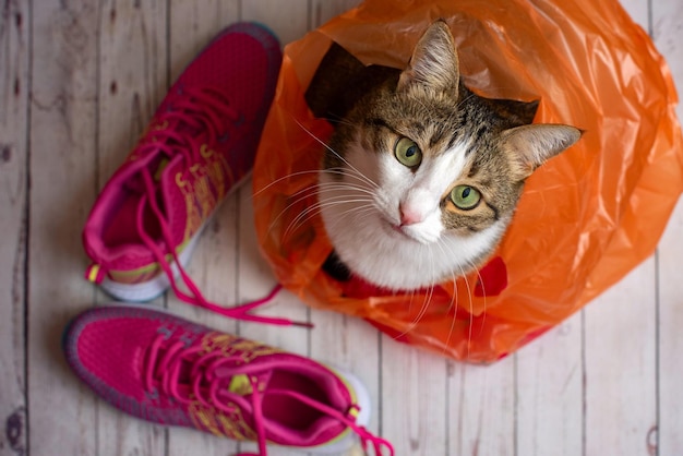 Cute cat in a plastic shopping bag with pink sport shoes Top view