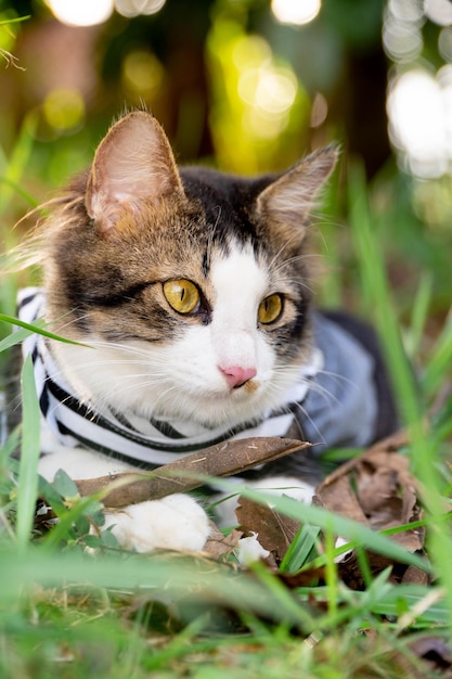 Cute cat playing on the grassy lawn at sunset