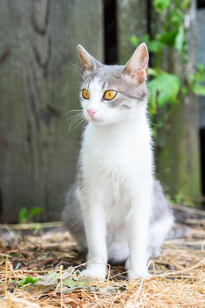 Cute cat playing in the park on rainy dayx9