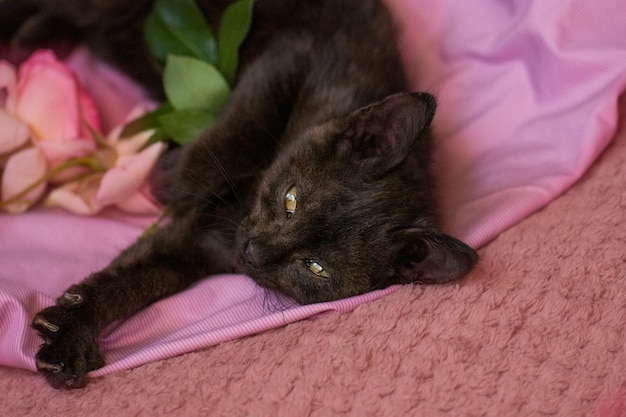 Cute cat relax Kitten and pink roses on blanket