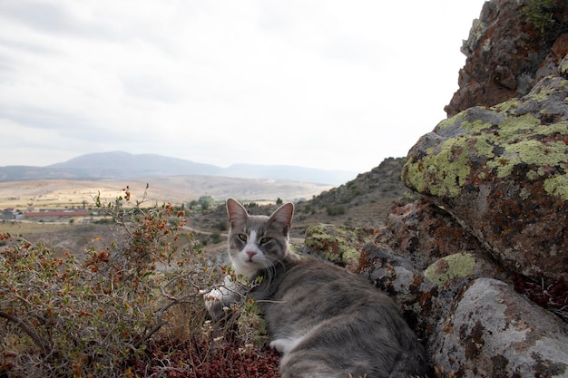 Cute cat on the rock