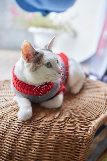 Cute cat in Santa Claus hat against blurred Christmas lights