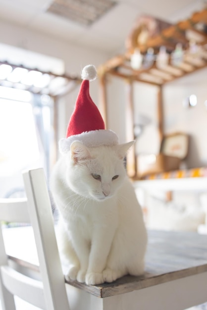 Photo cute cat in santa claus hat against blurred christmas lights