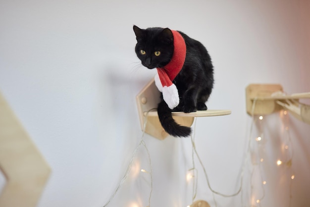 Cute cat in Santa Claus hat against blurred Christmas lights