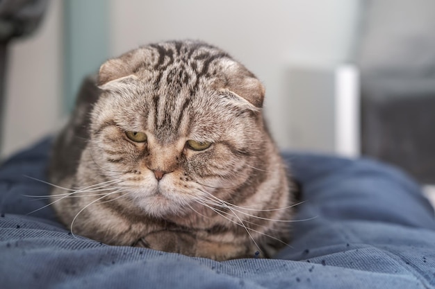 Cute cat Scottish Fold is depressed she is sitting on a soft ottoman