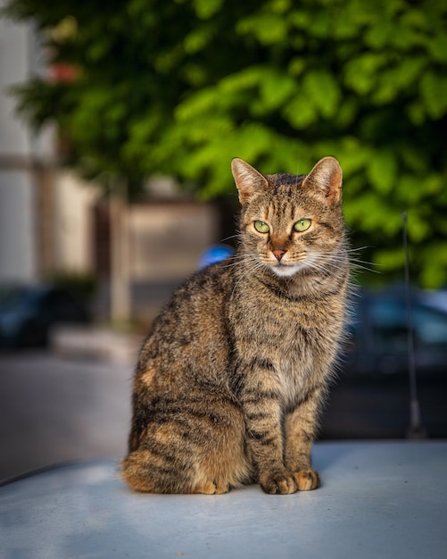 Cute cat sitting on a car in Mostar, Bosnia and Herzegovina