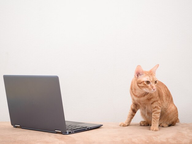 Cute cat sitting on sofa with laptop with white wall background