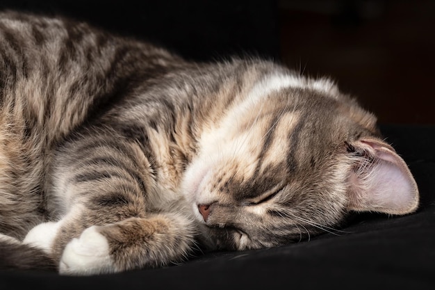 Cute cat sleeping on a black couch