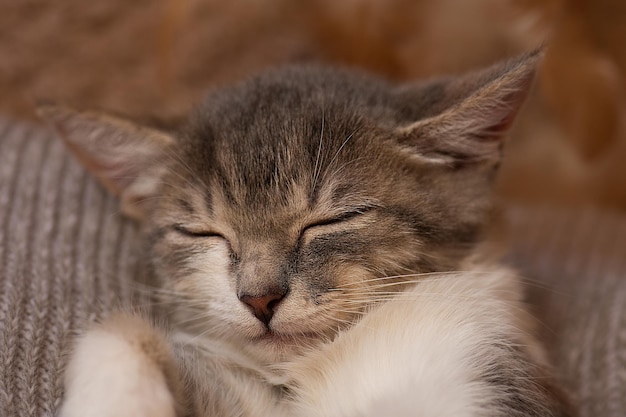 Cute cat sleeping Kitten sleeping on blanket