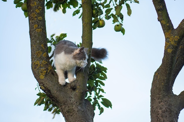 Cute cat slumped over a branch tree Beautiful cat pet climbs a tree