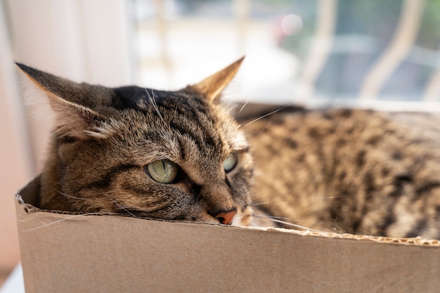 Cute cat spending time indoors