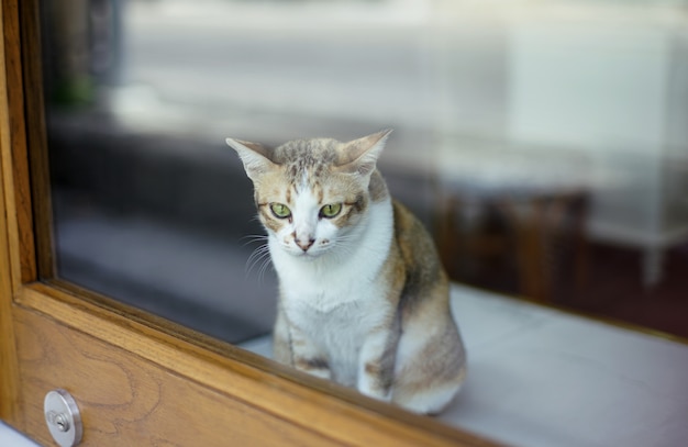 Cute cat white and brown tabby sitting behind transparent door glass inside house 