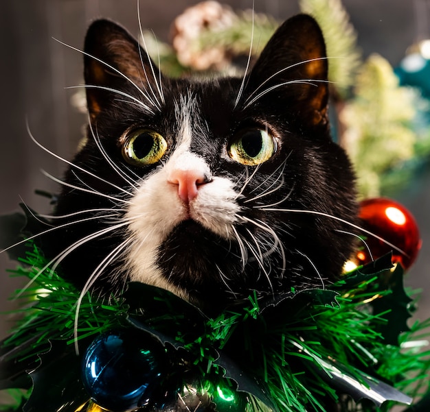 Cute cat with Christmas decorations on his chest.