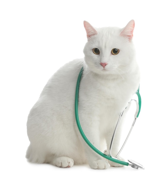 Cute cat with stethoscope as veterinarian on white background