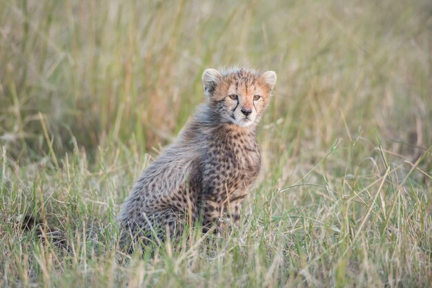 Cute cheetah cub