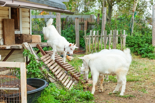 Cute chick goat relaxing in ranch farm in summer day. Domestic goats grazing in pasture and chewing. Goat in natural eco farm growing to give milk and cheese.