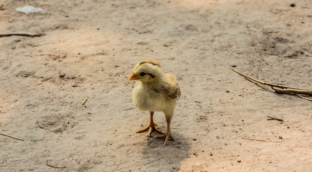 Cute Chicken