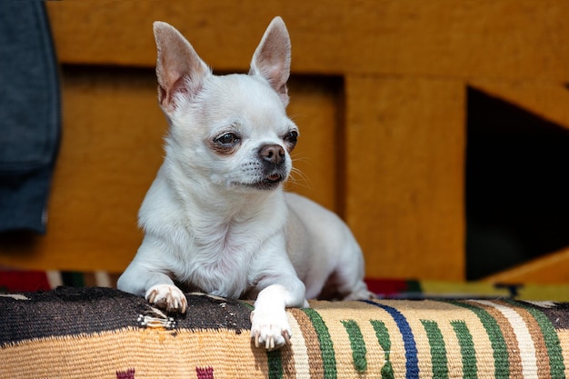 A cute chihuahua dog lies on the carpet and looks away.