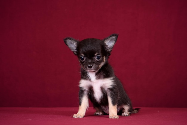 Cute chihuahua puppy on a burgundy background