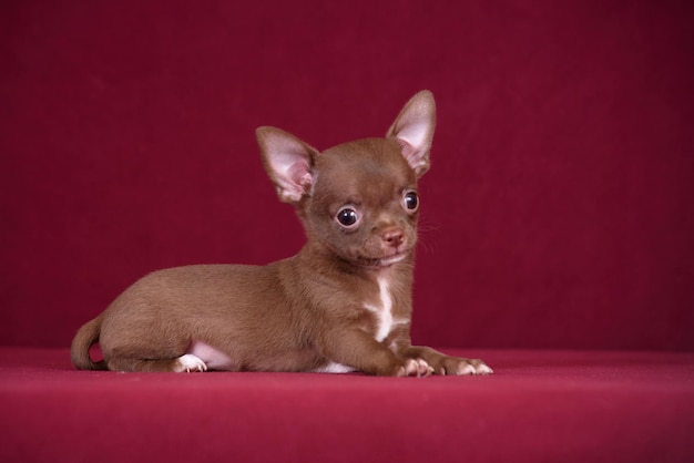 Cute chihuahua puppy on a burgundy background